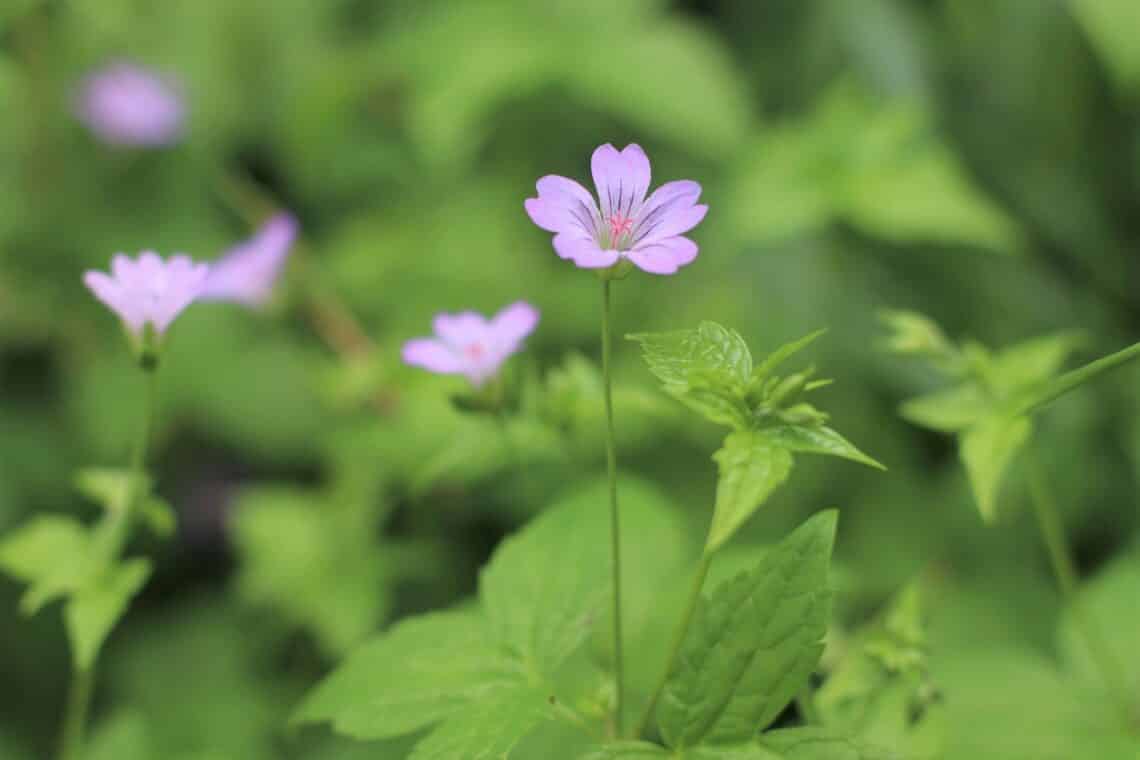 Bergwald-Storchschnabel (Geranium nodosum)