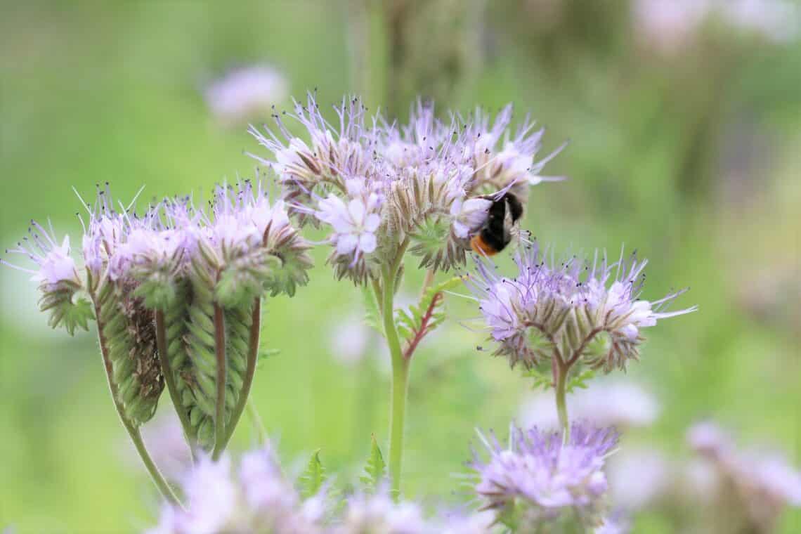 Bienenfreund (Phacelia tanacetifolia)