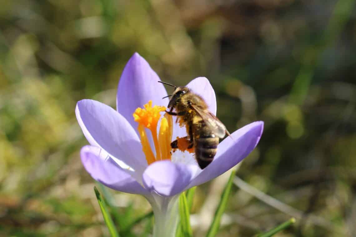 Bienenfreundliche Frühblüher, Biene an Krokus