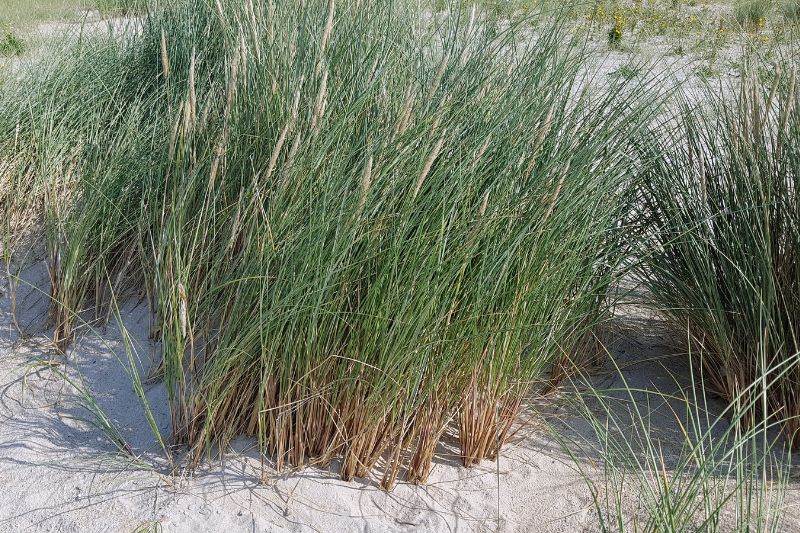 Blauer Strandhafer (Ammophila breviligulata)