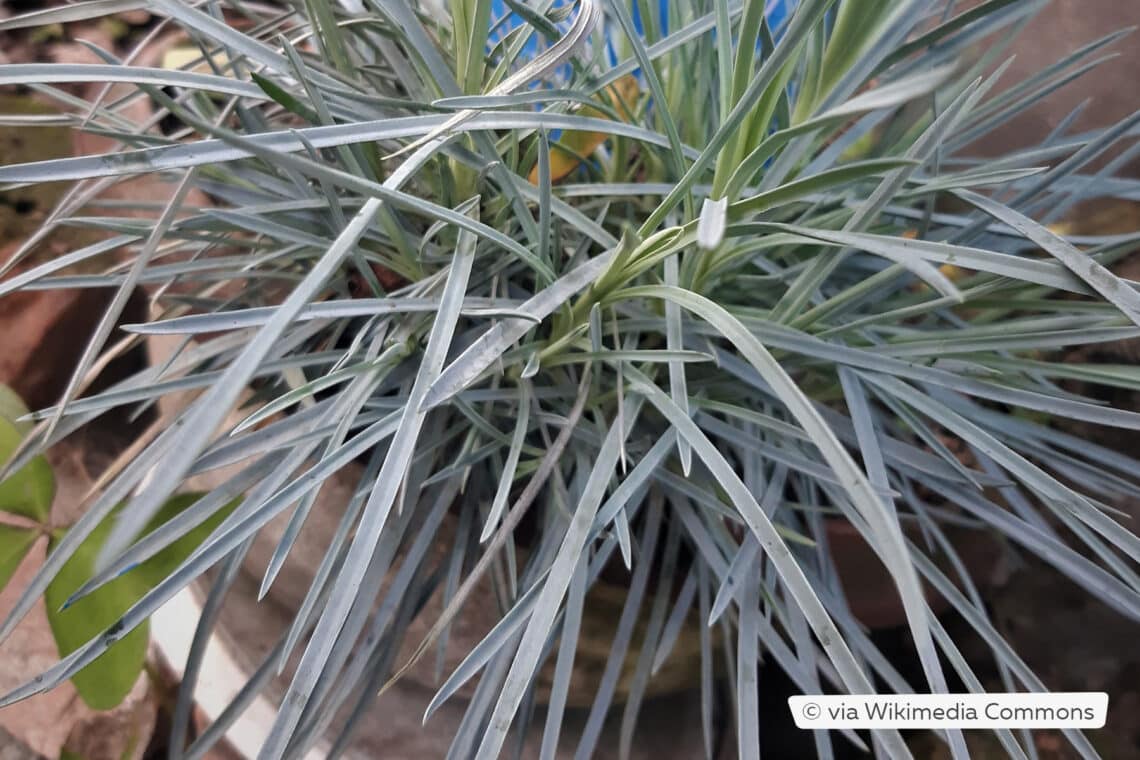 Blaugras (Elymus magellanicus)