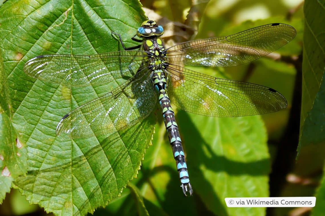 Männchen der Blaugrünen Mosaikjungfer (Aeshna cyanea)