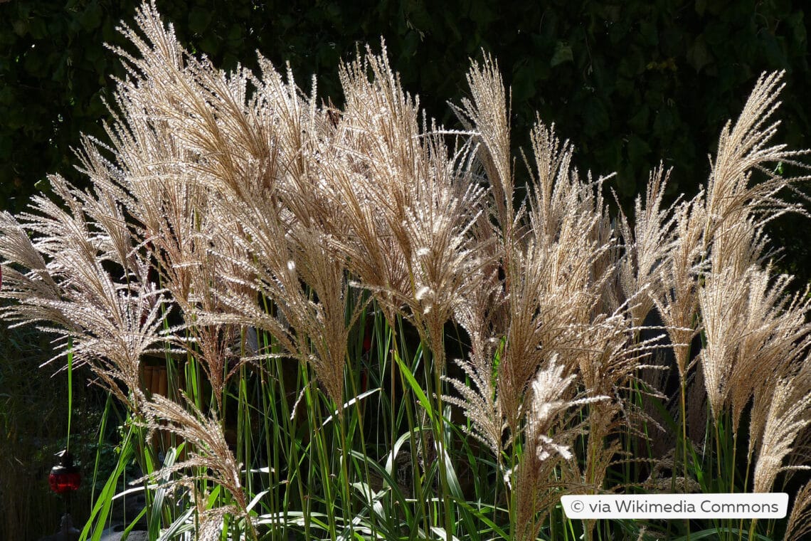 Chinaschilf (Miscanthus sinensis 'Malepartus')