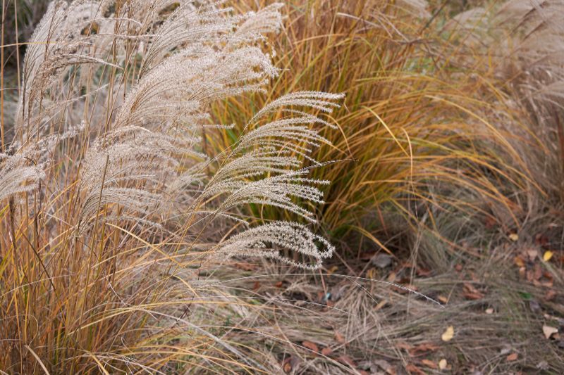 Chinaschilf (Miscanthus sinensis)