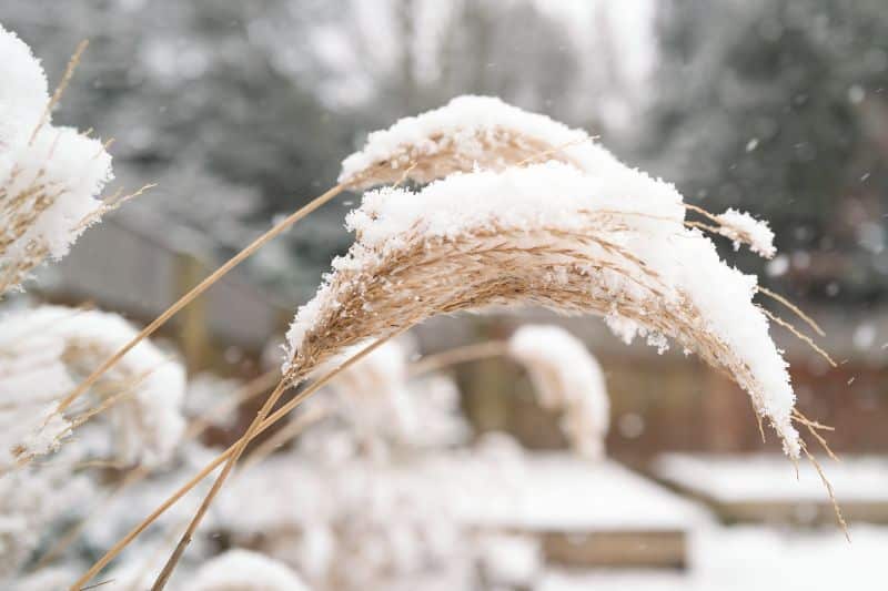 Chinaschilf (Miscanthus sinensis 'Red Chief') im Winter