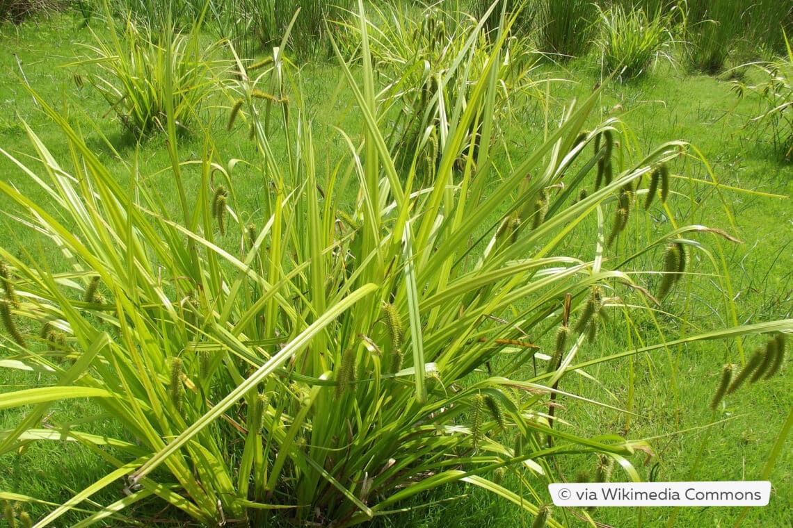 Scheinzypergrassegge (Carex pseudocyperus)