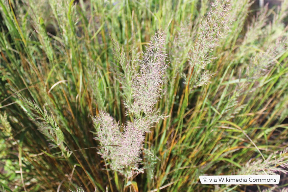 Diamantgras (Calamagrostis brachytricha)