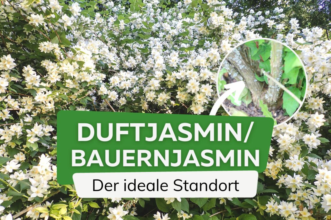 Duftjasmin - Baunernjasmin