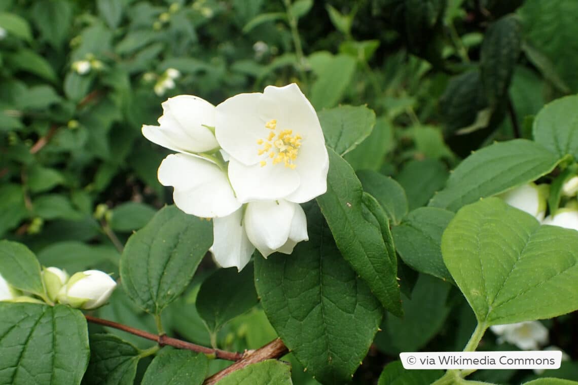 Philadelphus 'Avalanche'