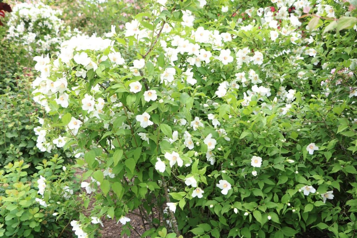 Duftjasmin (Philadelphus coronarius) im Garten