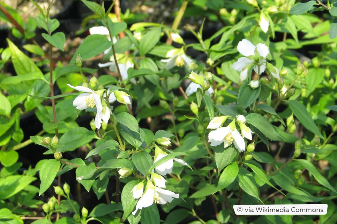 Duftjasmin (Philadelphus x lemoinei 'Erectus')