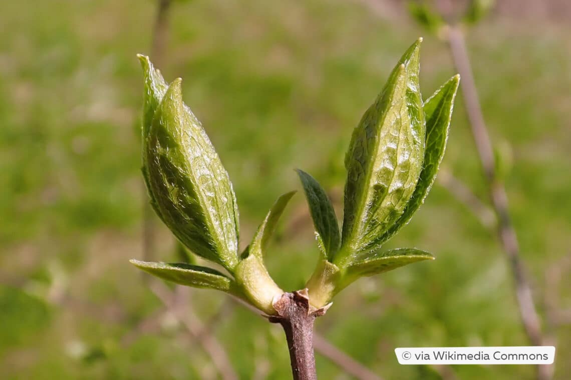 Duftjasmin treibt im Frühling neu aus