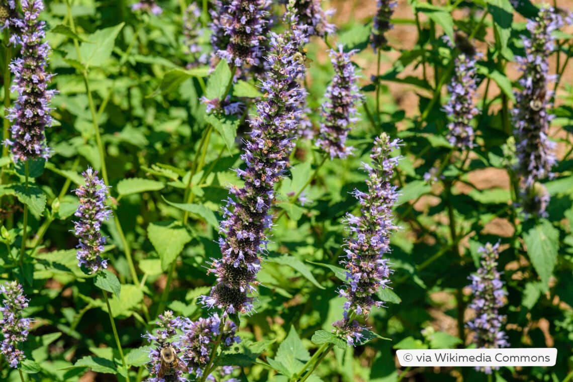 Dunkle Blaunessel 'Black Adder'