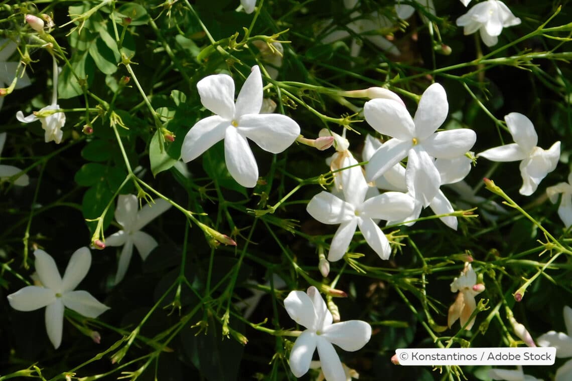 Echter Jasmin (Jasminum officinale)