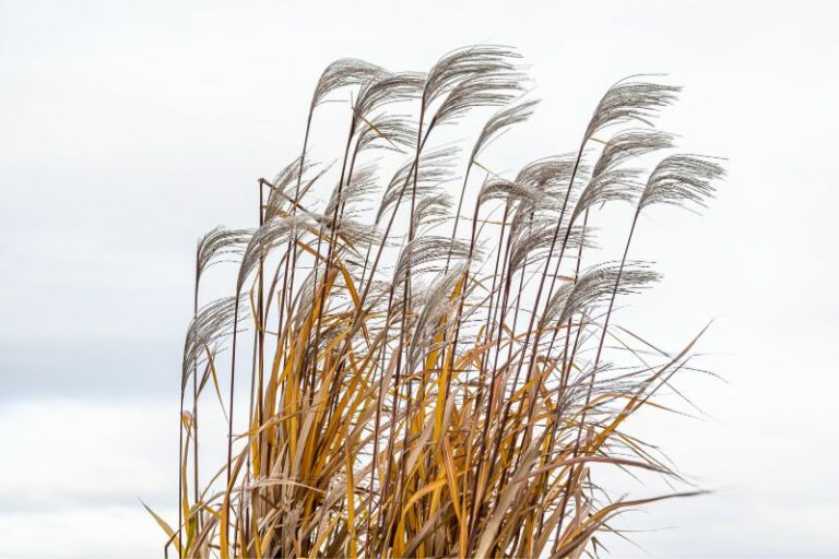 17 winterharte Gräser als Sichtschutz