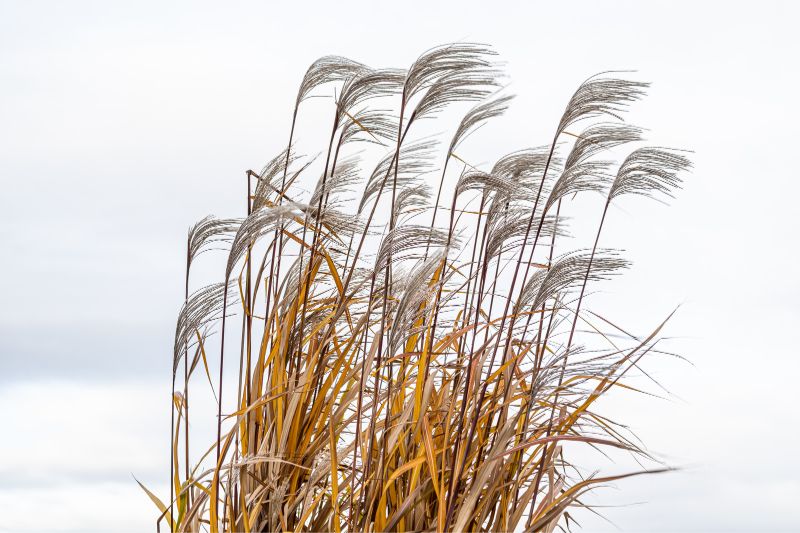 Elefantengras (Miscanthus giganteus)