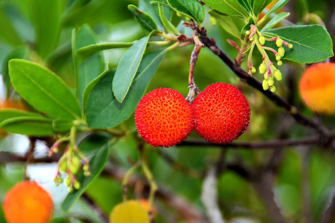 Erdbeerbaum (Arbutus unedo)