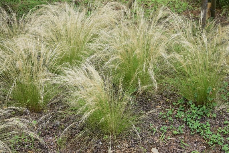 Federgras (Stipa tenuissima)