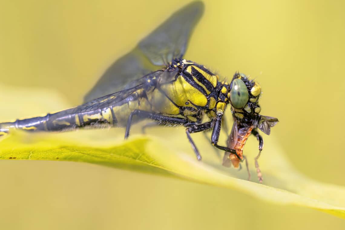 Flussjungfer (Gomphidae) frisst etwas auf einem Blatt