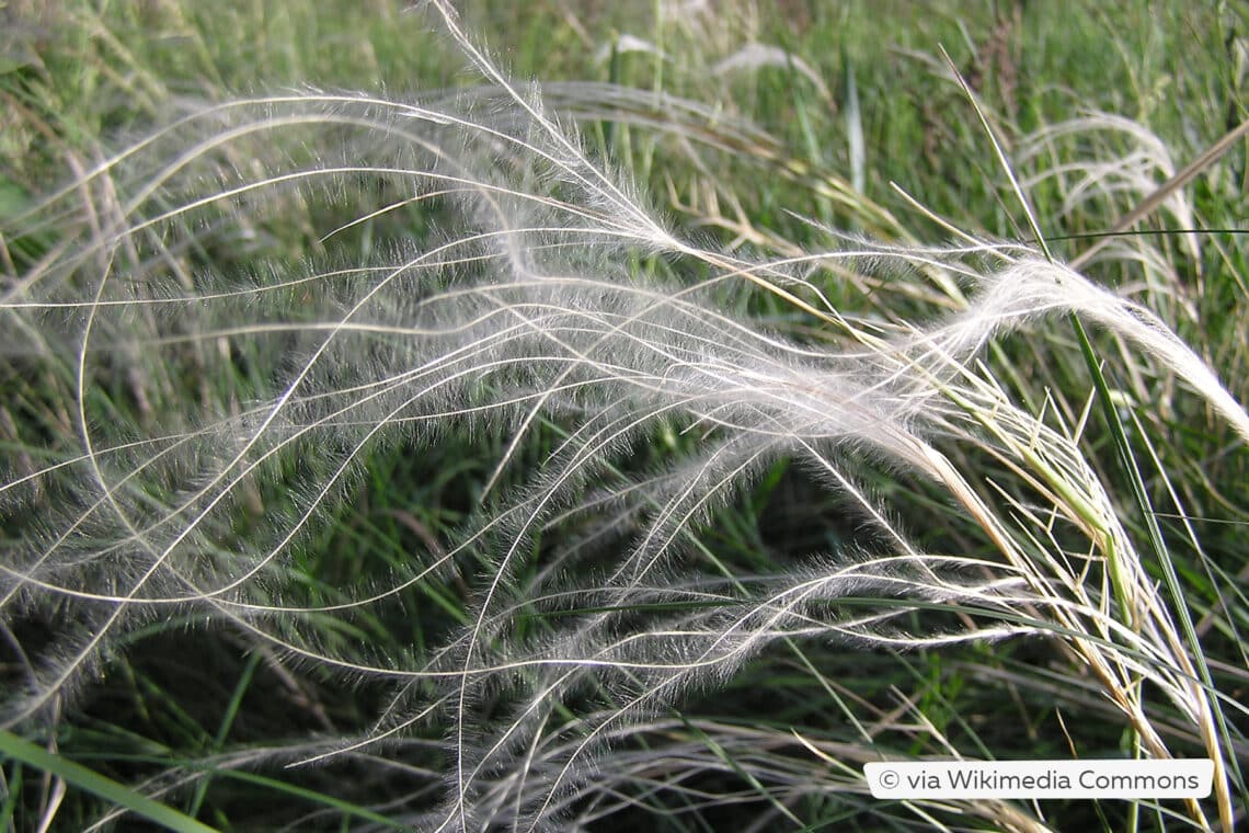 Frauenhaargras (Stipa pennata)