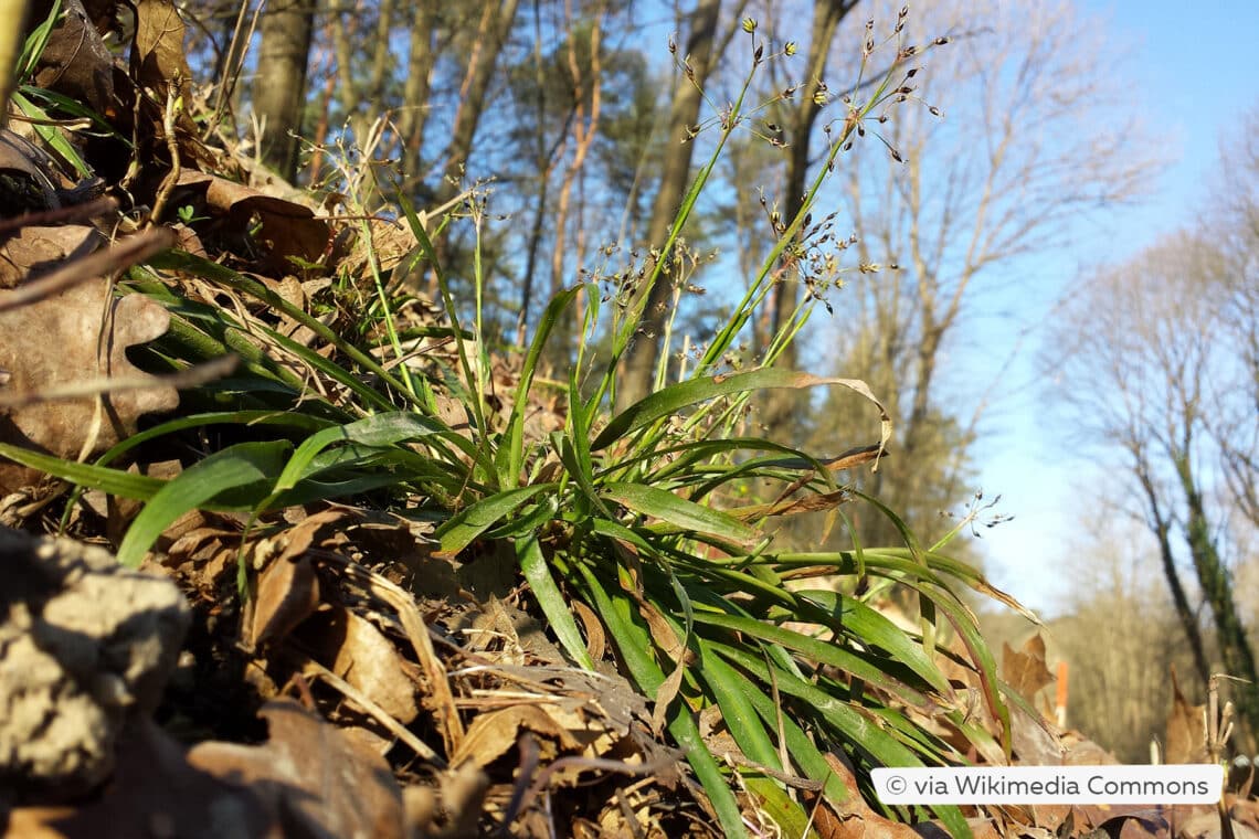 Frühlingshainsimse 'Igel' (Luzula pilosa)