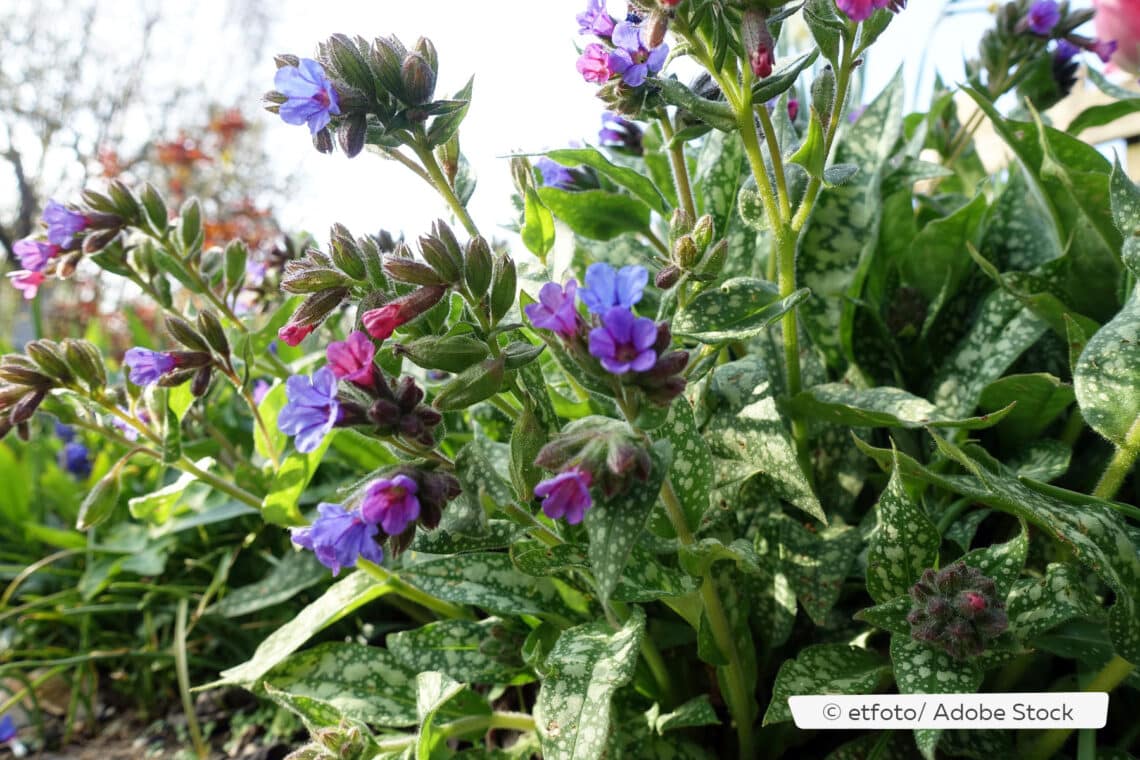 Geflecktes Lungenkraut (Pulmonaria officinalis)