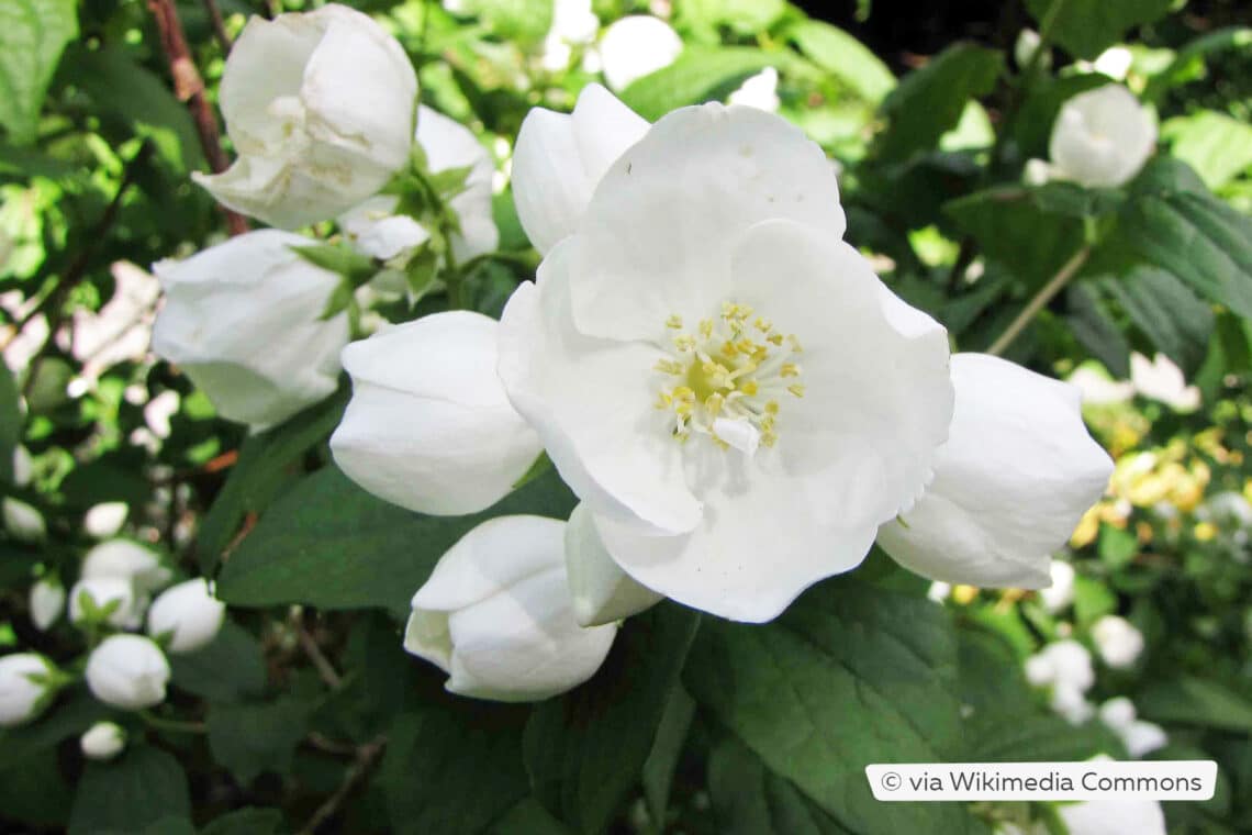 Gefüllter Gartenjasmin (Philadelphus x virginalis 'Virginal')