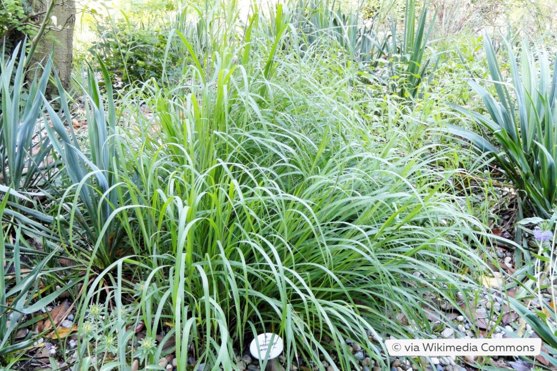 Gerards Blauhalm (Andropogon gerardii)