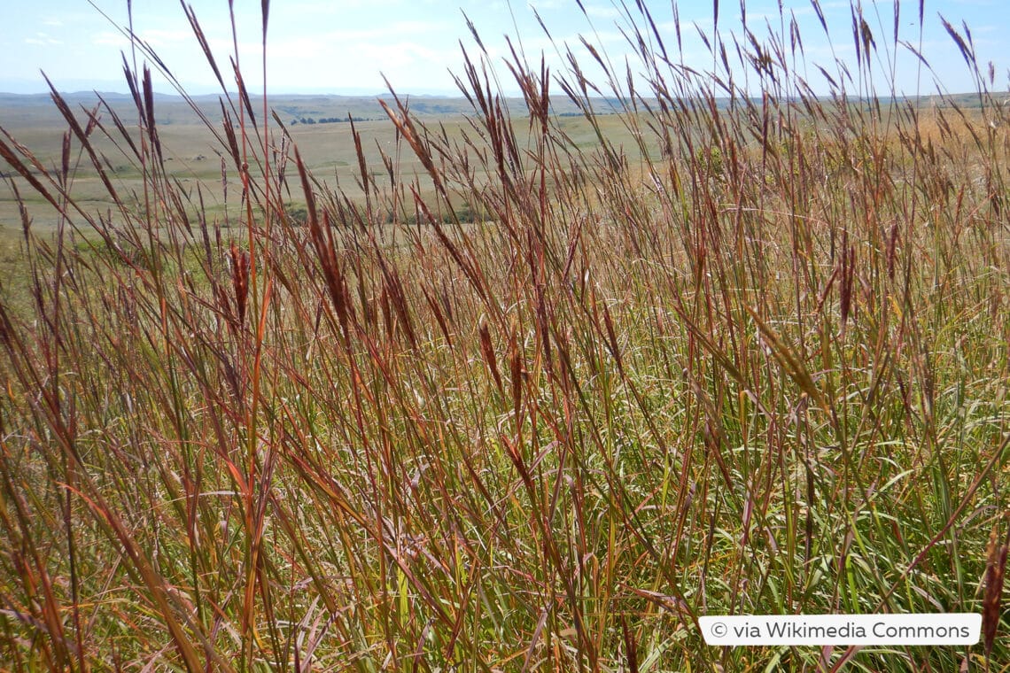 Gerards Blauhalm (Andropogon gerardii)