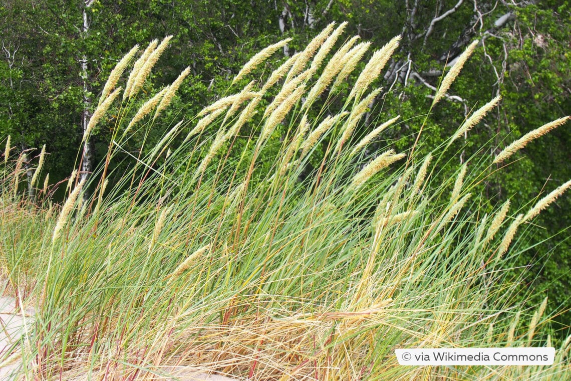 Gewöhnlicher Strandhafer (Ammophila arenaria)