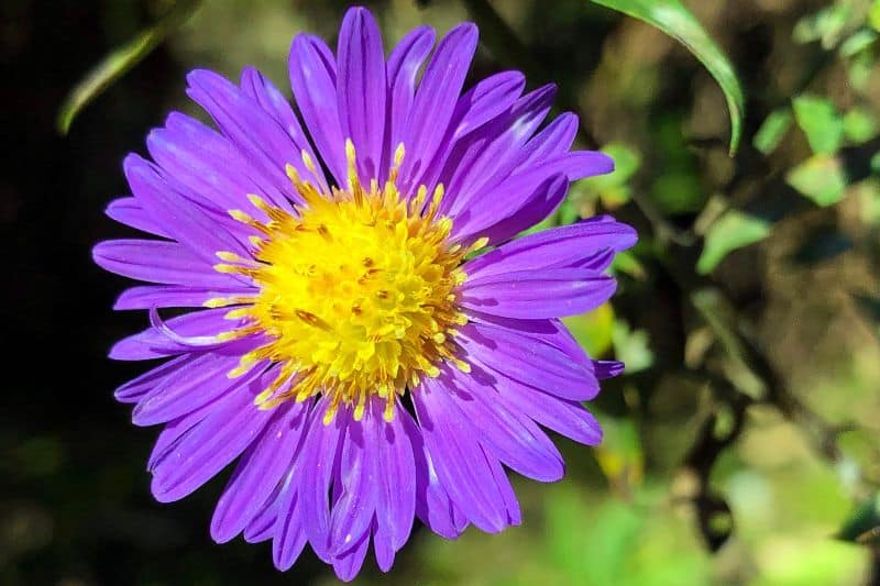 Glattblattaster (Aster novi-belgii)