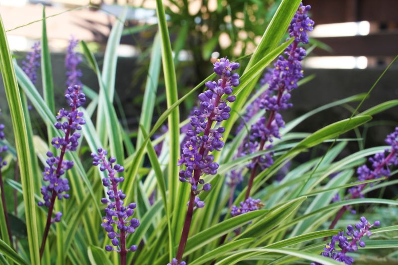 Glöckchentraube 'Monroe White' (Liriope muscari)