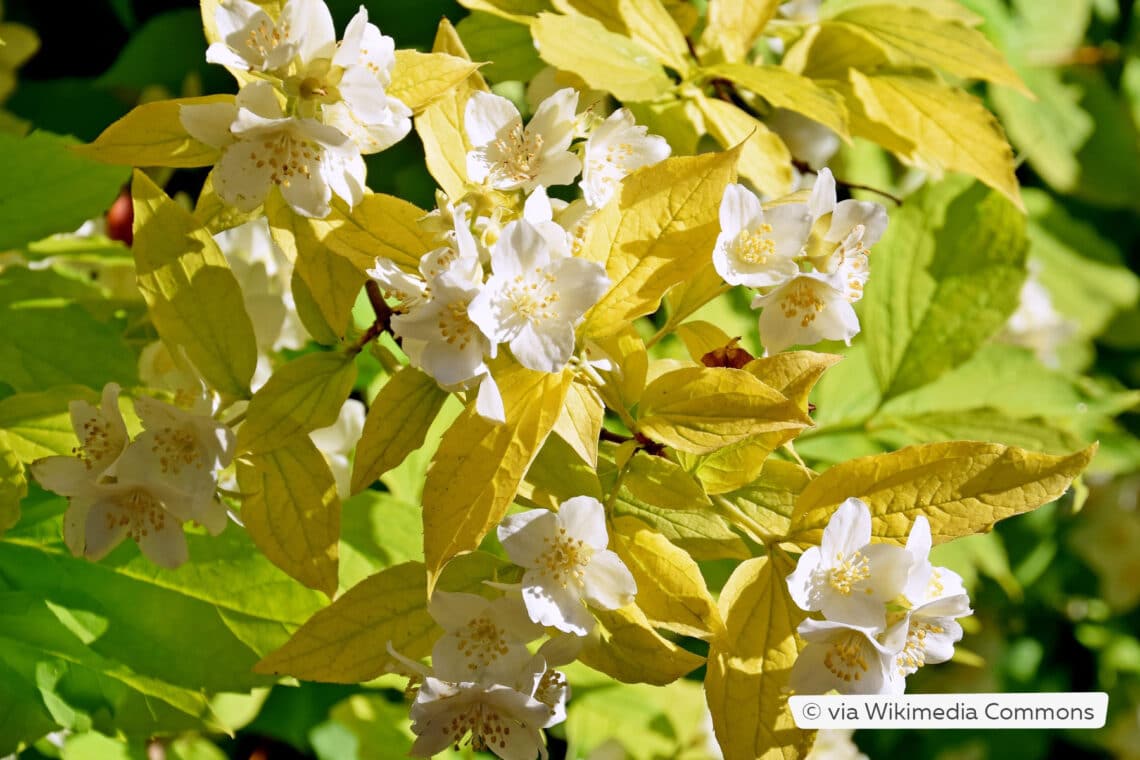 Gold-Bauernjasmin (Philadelphus coronarius 'Aureus')