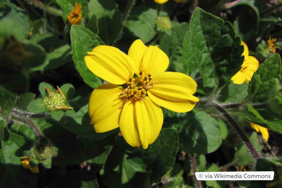 Goldkörbchen (Chrysogonum virginianum)