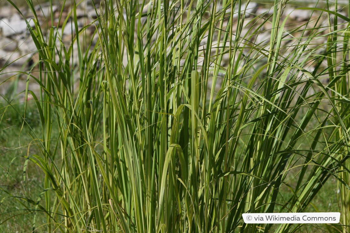 Goldleistengras (Spartina pectinata 'Aureomarginata')