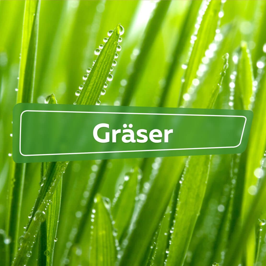 Gräser