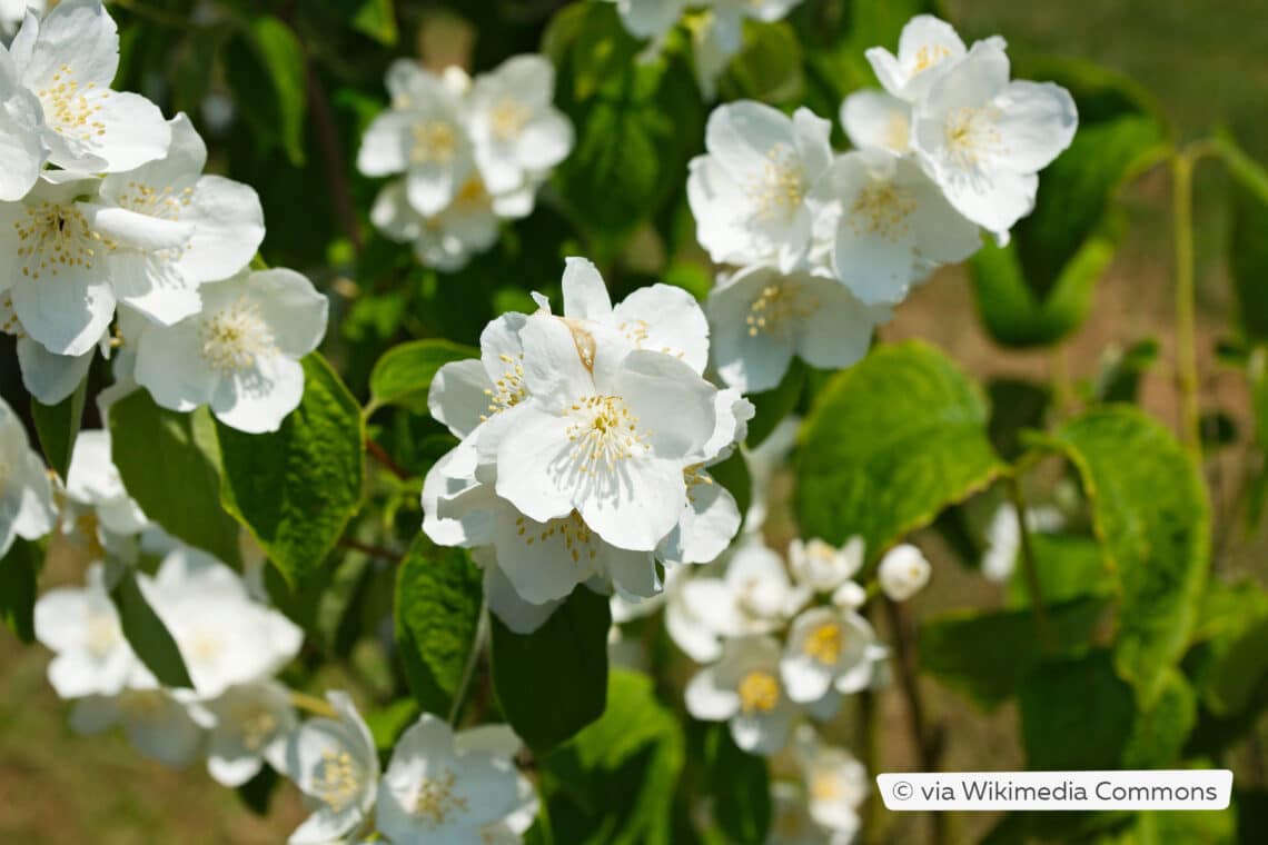 Großblumiger Pfeifenstrauch (Philadelphus inodorus var. grandiflorus)