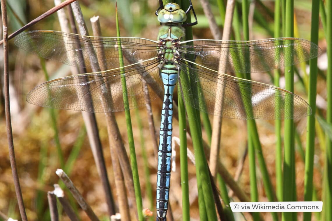 Große Königslibelle (Anax imperator)