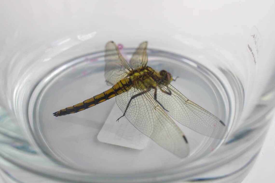 Großer Blaupfeil (Orthetrum cancellatum) im Glas