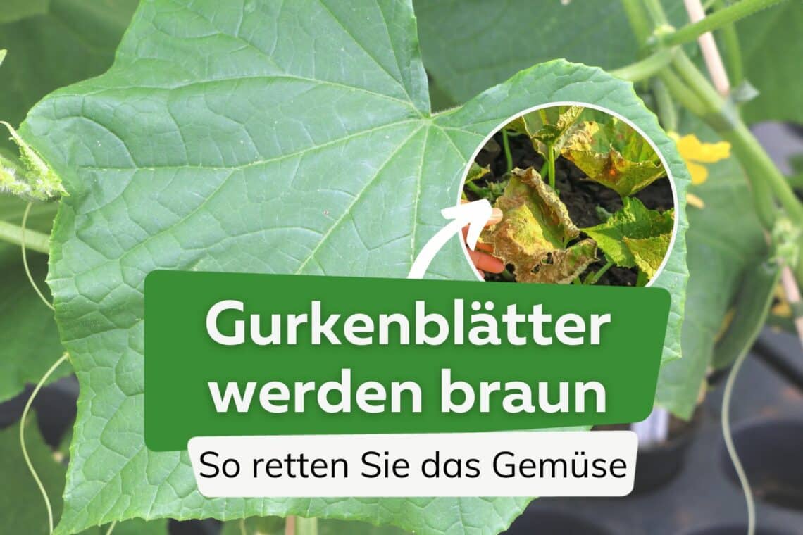 Gurkenblätter werden braun