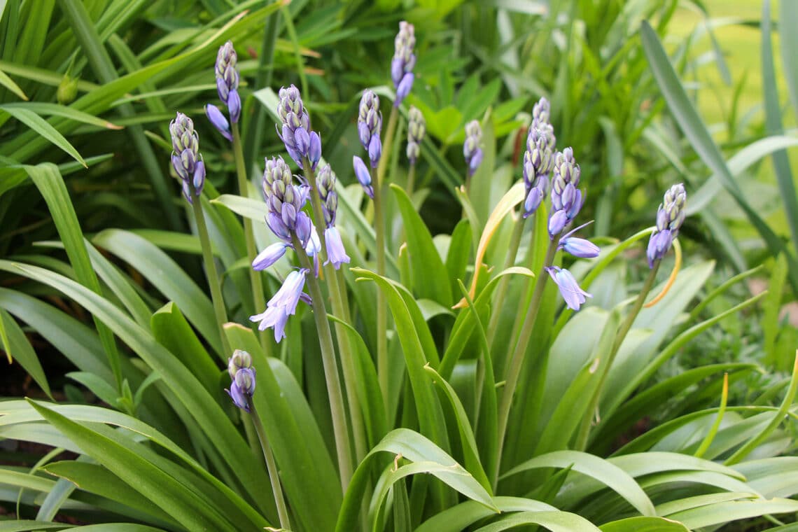 Hasenglöckchen (Hyacinthoides)