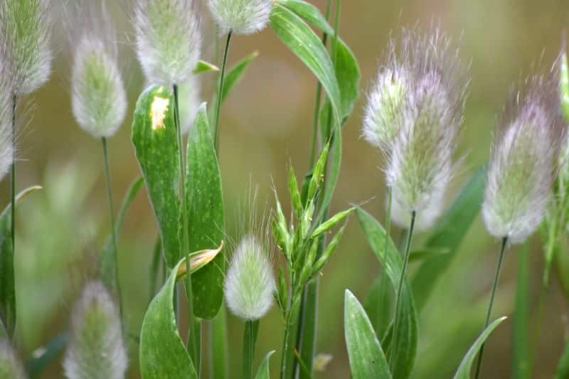 Hasenschwanzgras (Lagurus ovatus)