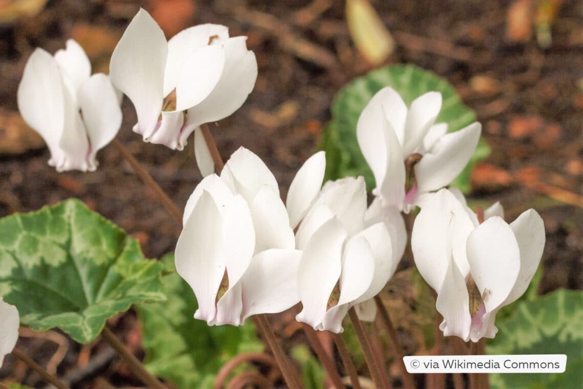 Herbst-Alpenveilchen (Cyclamen hederifolium 'Album')