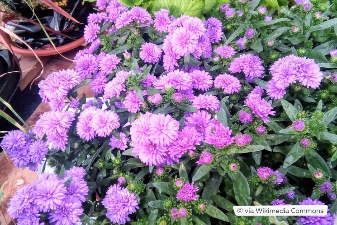 Herbstchrysanthemen (Chrysanthemum indicum)