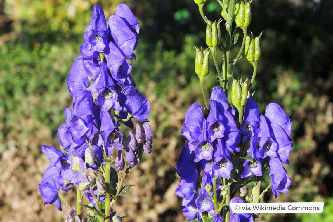 Herbsteisenhut (Aconitum carmichaelii 'Arendsii')