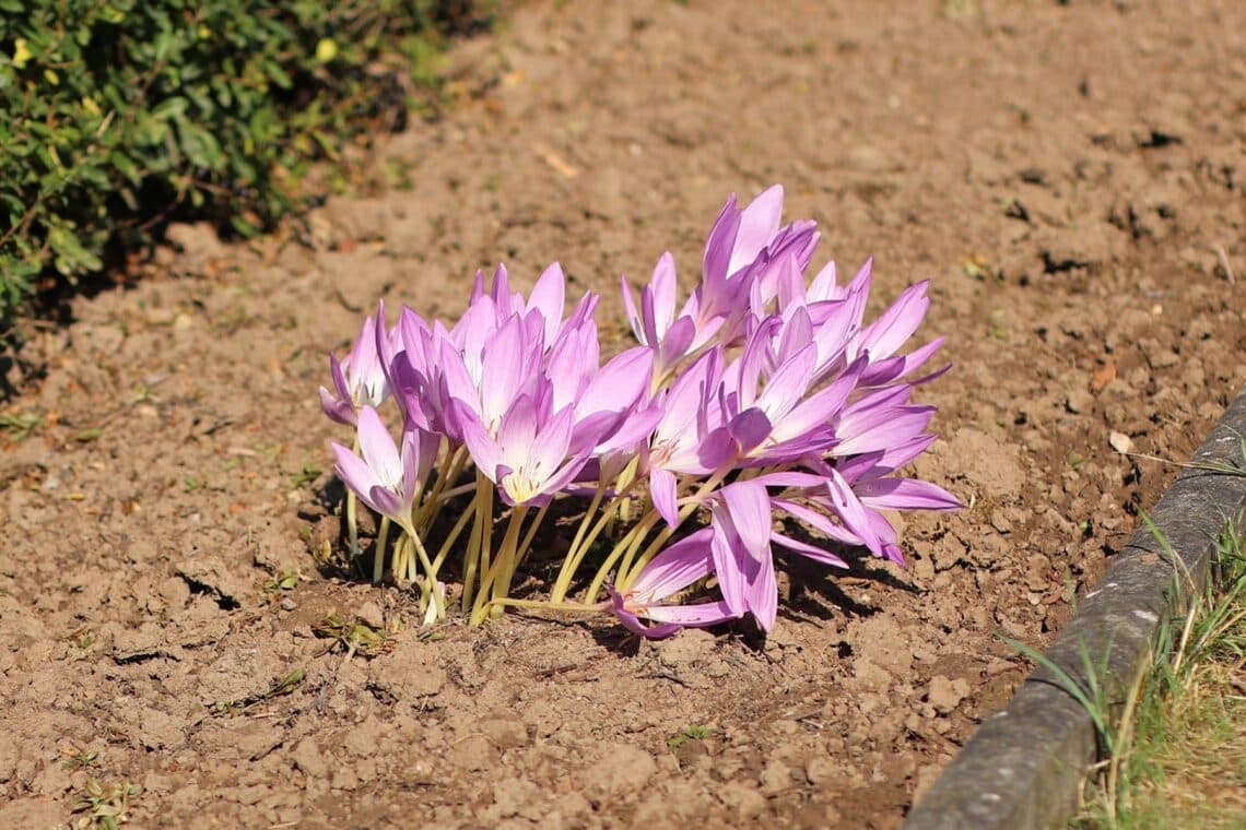 Herbstkrokus (Crocus speciosus)