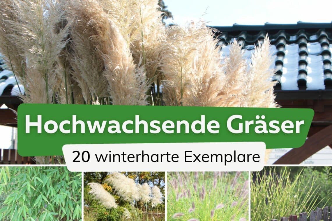 Hochwachsende winterharte Gräser