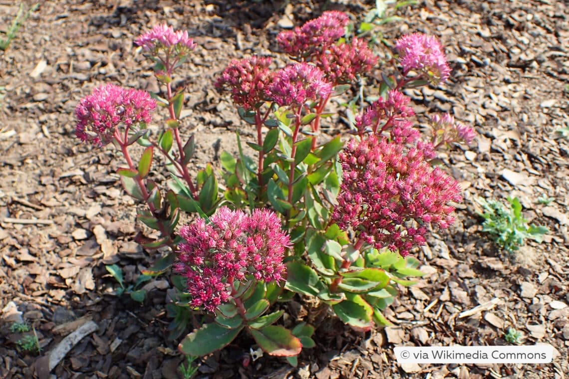 Hohe Fetthenne (Sedum telephium 'Munstead Dark Red')