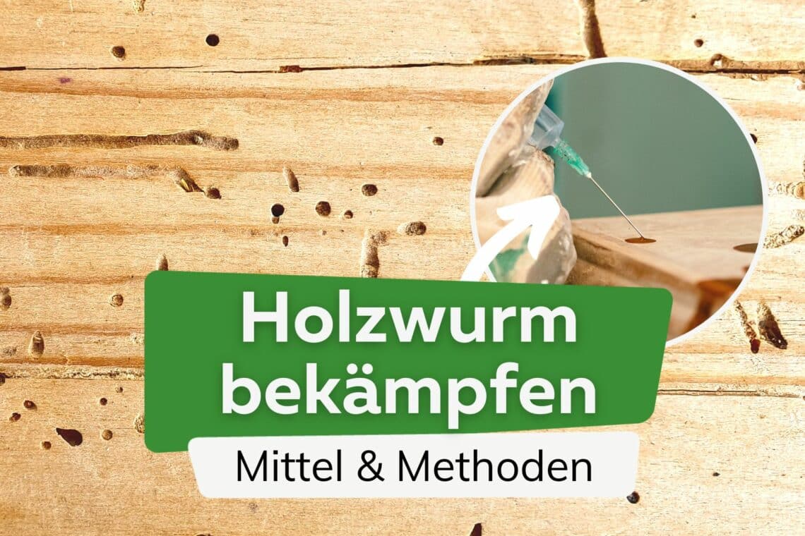 Holzwurm bekämpfen