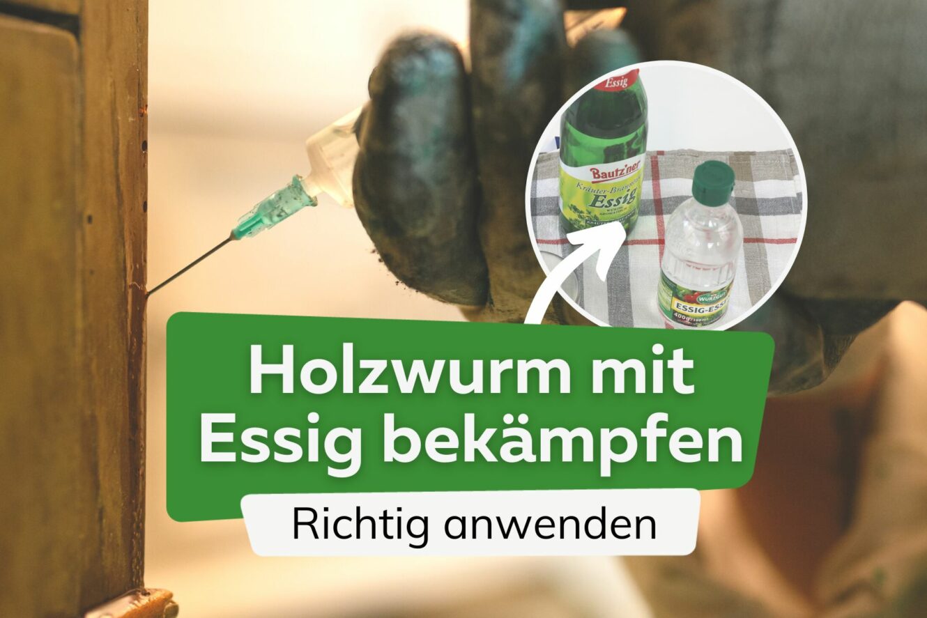 Schne Holzwurm Bekmpfen Essig Ebenbild